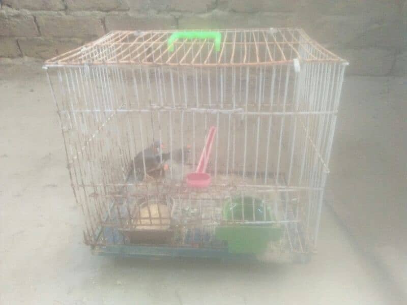 finch with cage and love bird box 4