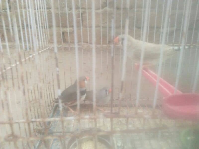 finch with cage and love bird box 5