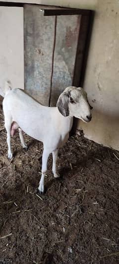 Tapri bakri pregnant