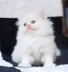 Persian Kittens / blue eyes/Kittens for sale / Persian Cats