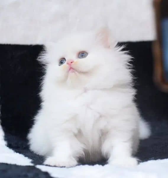 Persian Kittens / blue eyes/Kittens for sale / Persian Cats 0