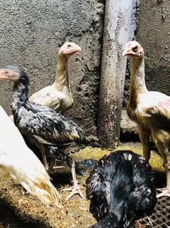 Aseel quality chicks for sale