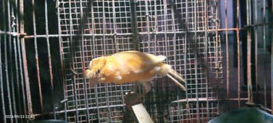 Male canary for sale