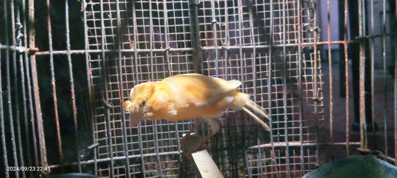 Male canary for sale 0