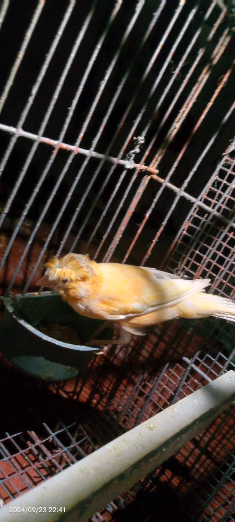 Male canary for sale 1