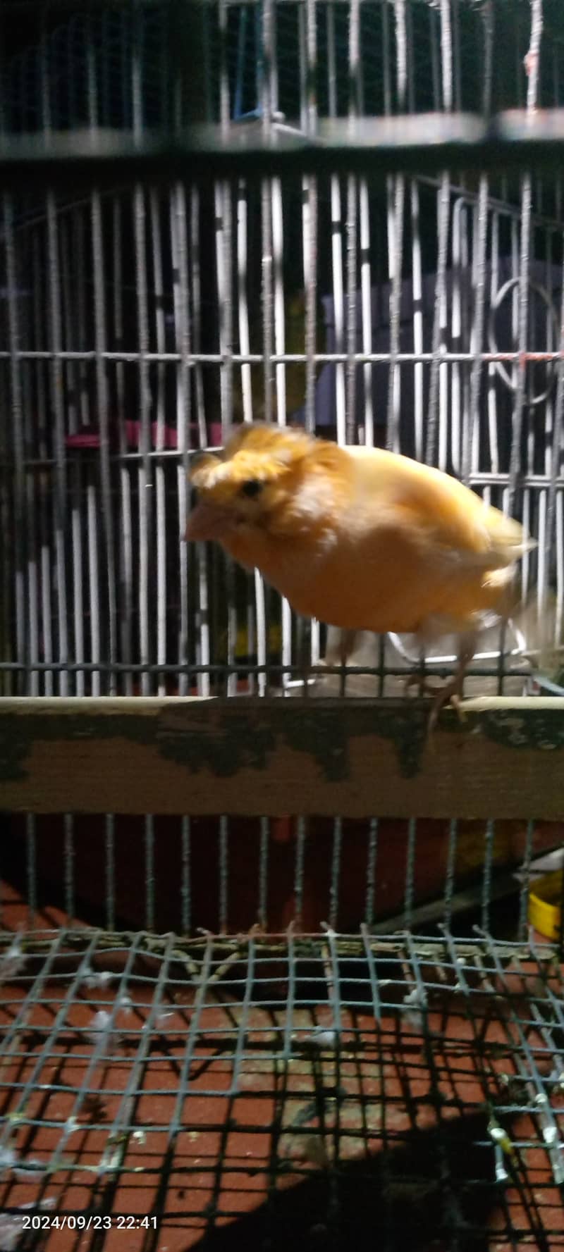 Male canary for sale 2