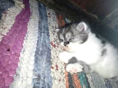 Persian kitten for sale 0