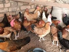 Golden/misri/egg/laying/Hens/for/Sale