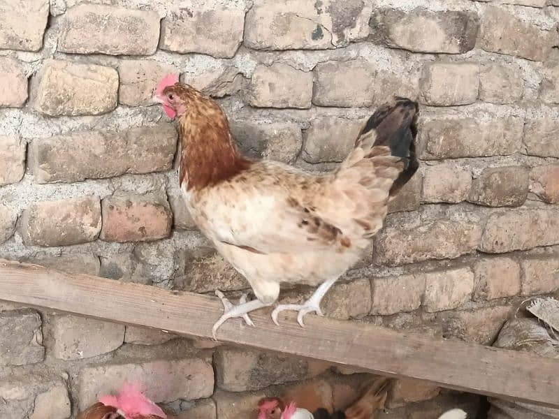 Golden/misri/egg/laying/Hens/for/Sale 1