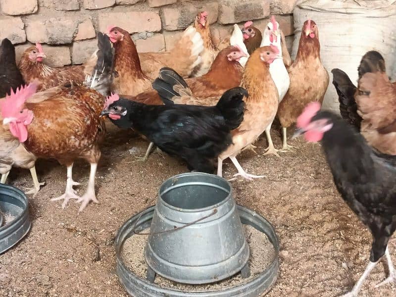 Golden/misri/egg/laying/Hens/for/Sale 5