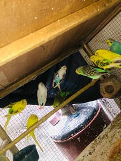 Australian parrots for sale