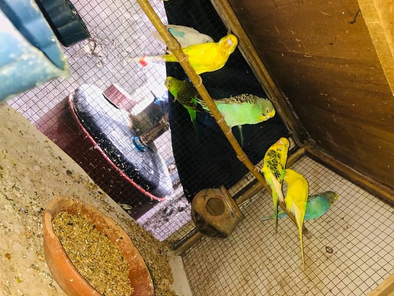 Australian parrots for sale 1