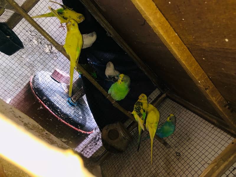 Australian parrots for sale 2