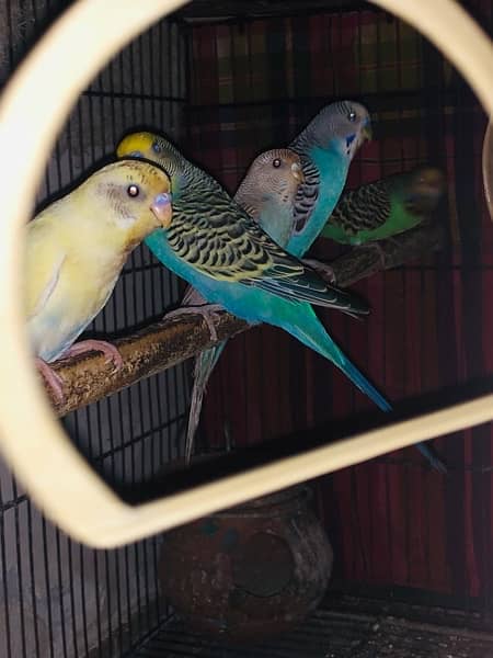 Australian parrots for sale 3