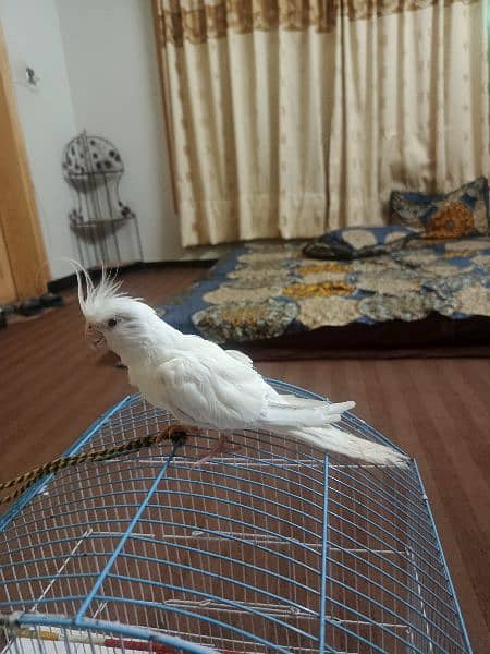 White Cockatiel Partot Male 0