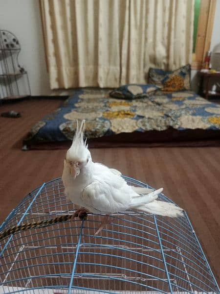 White Cockatiel Partot Male 2