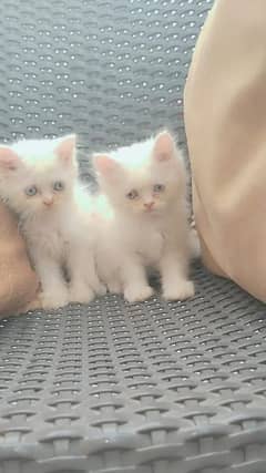 white Persian kittens blue eyes punch face final price 0