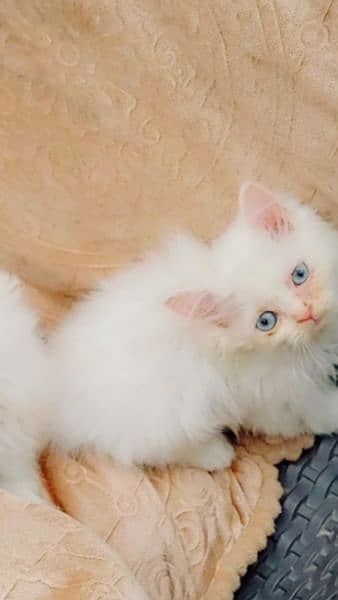 white Persian kittens blue eyes punch face final price 1