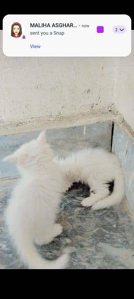 white Persian kittens blue eyes punch face final price 2