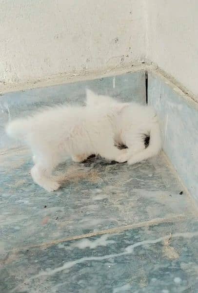 white Persian kittens blue eyes punch face final price 3