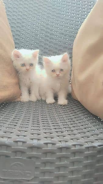 white Persian kittens blue eyes punch face final price 4