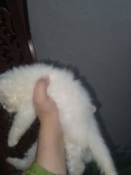 white Persian kittens blue eyes punch face final price 5