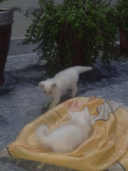 white Persian kittens blue eyes punch face final price 6