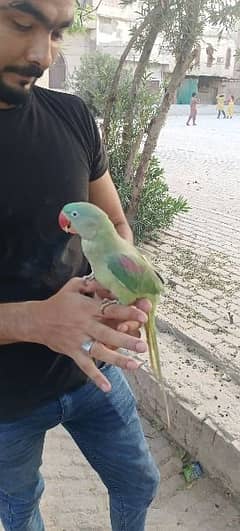 hand tam beautiful parrot no bite