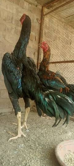 O shamo young pair  jet black for sale.