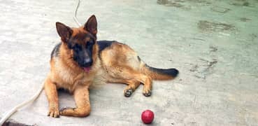 German Shepherd ONLY available For Stud NOT FOR SALE