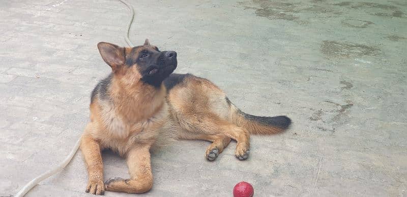 German Shepherd ONLY available For Stud NOT FOR SALE 2