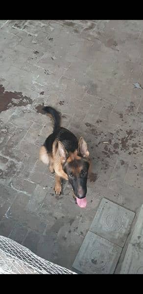 German Shepherd ONLY available For Stud NOT FOR SALE 3