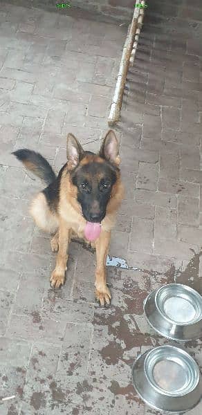 German Shepherd ONLY available For Stud NOT FOR SALE 5