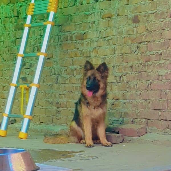 German Shepherd ONLY available For Stud NOT FOR SALE 6