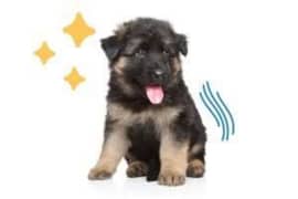 german shepherd puppies for sale