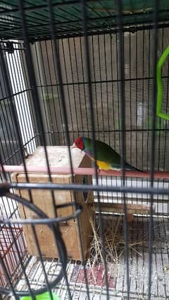 Gouldian