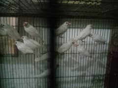 setup of finches and love bird for sale