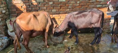 Katta and katti and Cow for sale