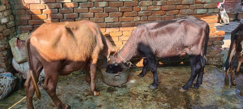 Katta and katti and Cow for sale 1