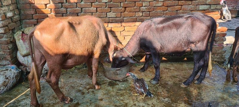 Katta and katti and Cow for sale 2