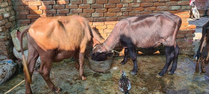 Katta and katti and Cow for sale 4