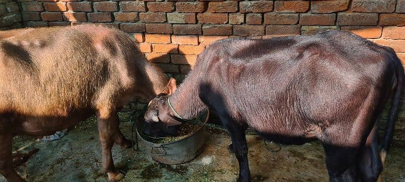 Katta and katti and Cow for sale 6