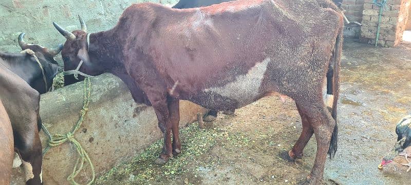 Katta and katti and Cow for sale 8