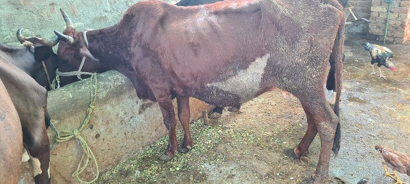 Katta and katti and Cow for sale 9