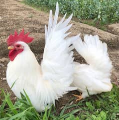 English game hens Breeder pair