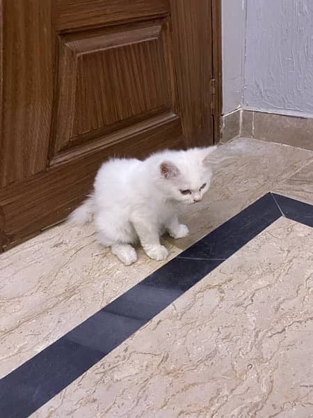 Two female kittens (one blue eyes and one is yellow eyes) 4