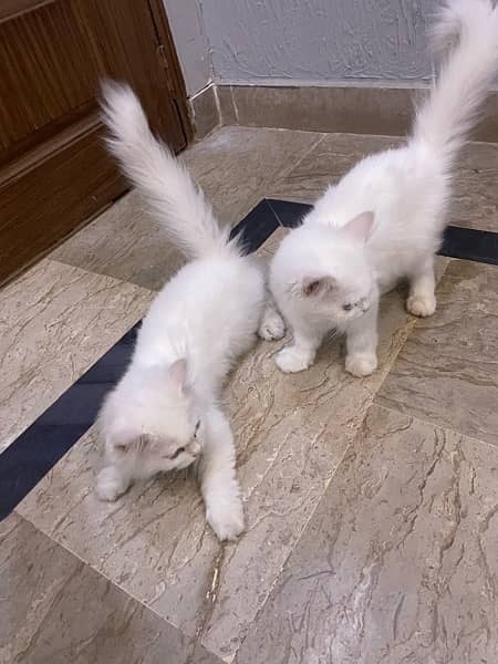 Two female kittens (one blue eyes and one is yellow eyes) 5