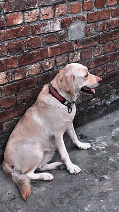 Breeder British Labrador Female