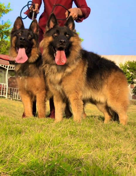 pure long coad German shepherd pair have been 0