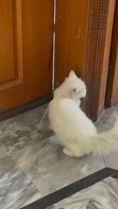 Persian cat urgent sale 03244228830 0